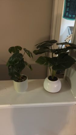 All these plants for 25$