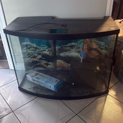 Fish Tank Setup 