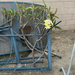 Plumeria Clippings