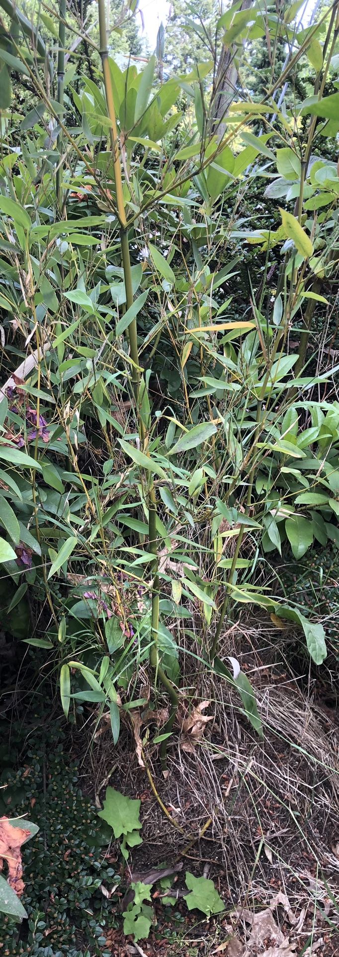 Black Bamboo P Nigra