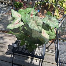 Green Artificial Caladium +Pothos Ivy Plant In Metal Container
