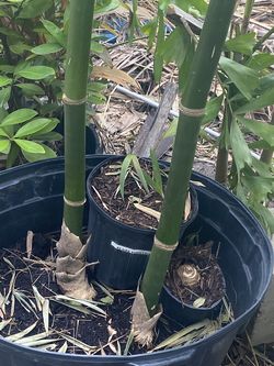 Bamboo live plant / Tree