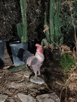 Rooster For Yard