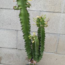 Succulent Cactus  18.00. Low Prices 