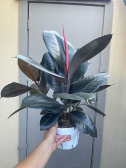 Ficus Elastica Burgundy Rubber Tree House Plant 6” Pot