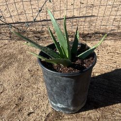 Aloe Vera Plant 