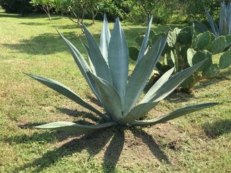 Agave Giant Large PLANT 5FT -6 FOR COMMERCIAL LANDSCAPE OR RESIDENTIAL