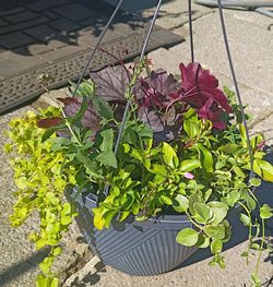 Mixed Plant Hanging Basket