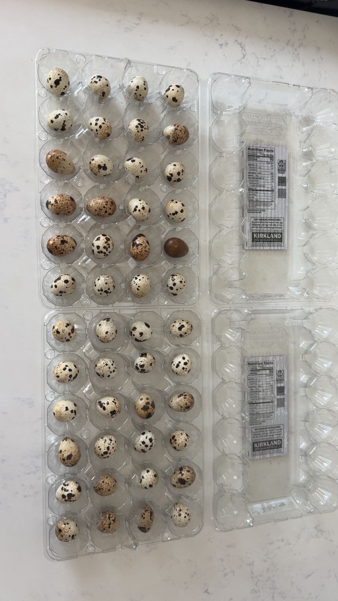 Fresh Quail Eggs