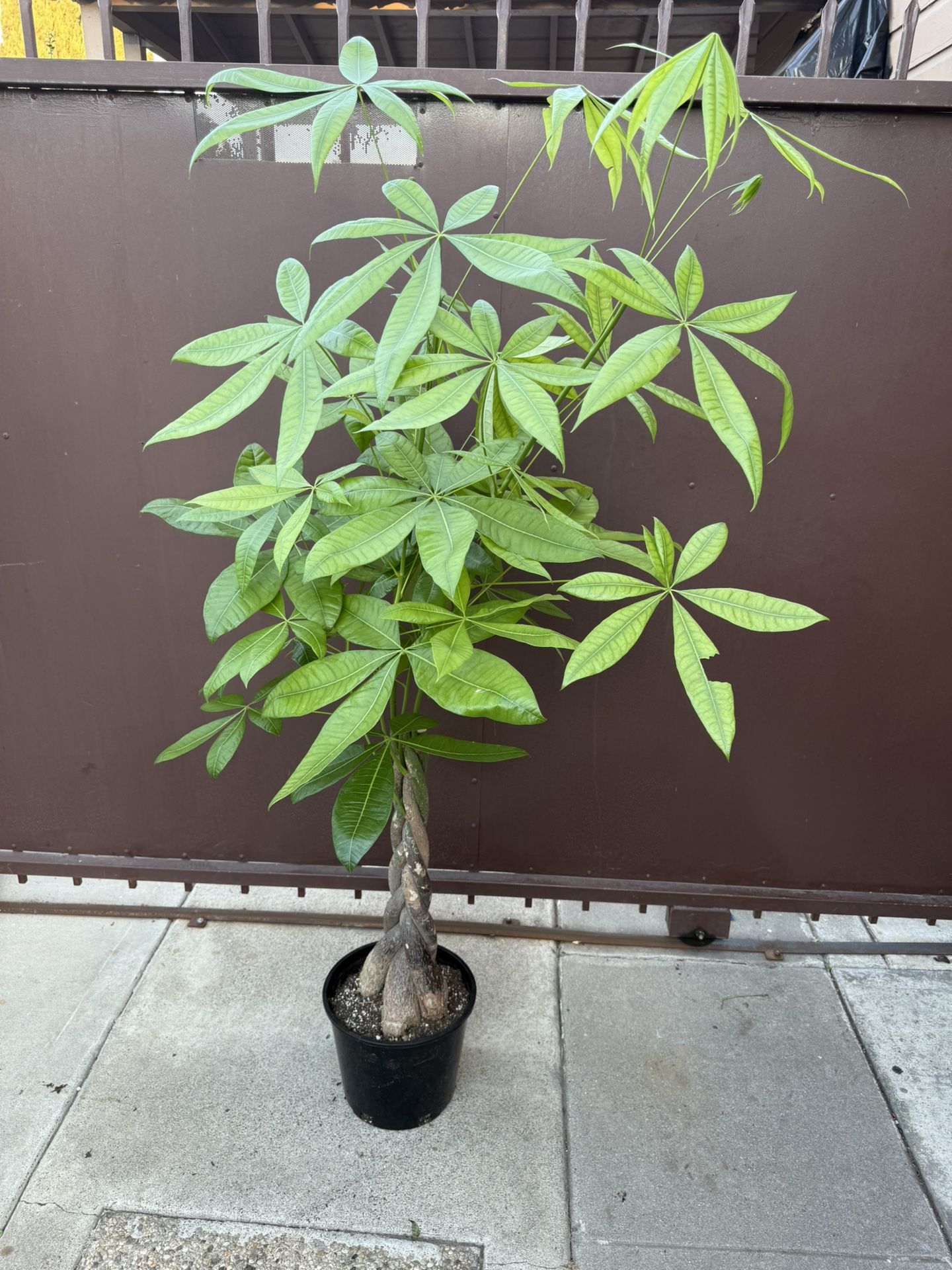 10” Money Tree Lucky W/7 Leaves 5 Feet Tall