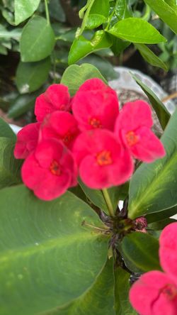 Corona de Cristo flor grande