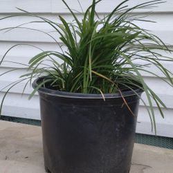 Liriope Plant 
