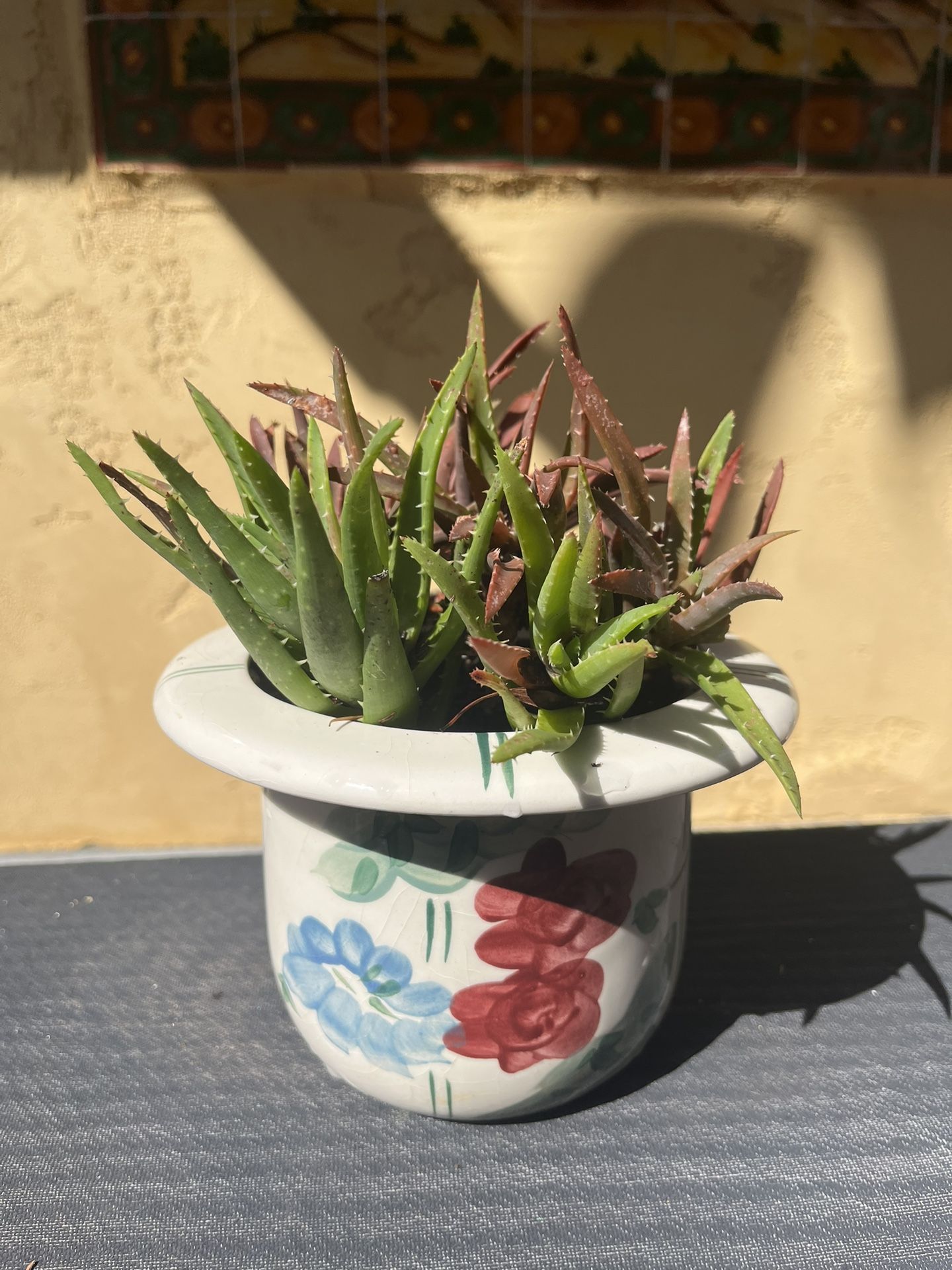 Beautiful Succulent In Ceramic Pot