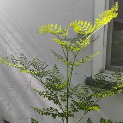 Moringa Trees 50 Dollars Each Good For Shade And Health Benefits 