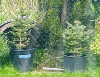 Colorado Blue Spruce ((contact info removed) Each)