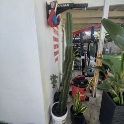 Cactus