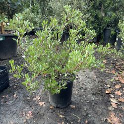Howard McMinn Manzanita ( Arctostaphylos Howard McMinn) 5gal