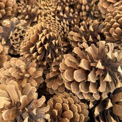 12 Ponderosa Pine Cones
