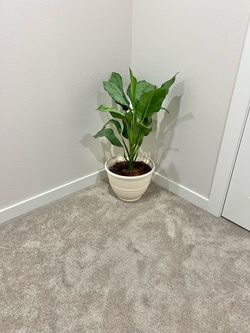 Calathea plant