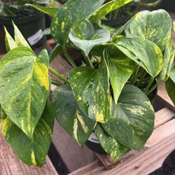Golden Pothos Plant – 1 Gallon Pot – Healthy & Easy Care – $10