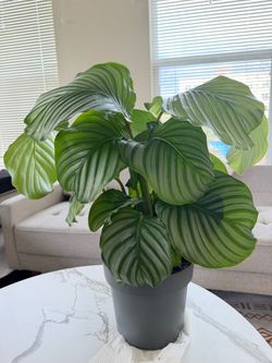 Calathea Orbifolia Live Indoor Plant