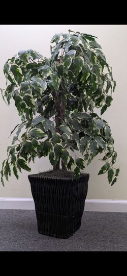 Artificial Ficus Tree In Woven Basket