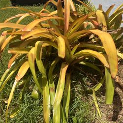 Bromeliads. $5-$10