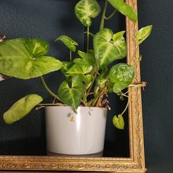 Arrowhead House Plant