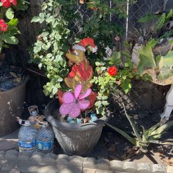 Flower 🌹 Plant 🪴 