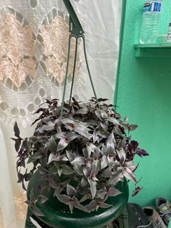 Beautiful purple wedding vail indoor plant