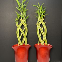 Bamboo Plants In Red Ceramic Vases ($10 each , 21”tall)