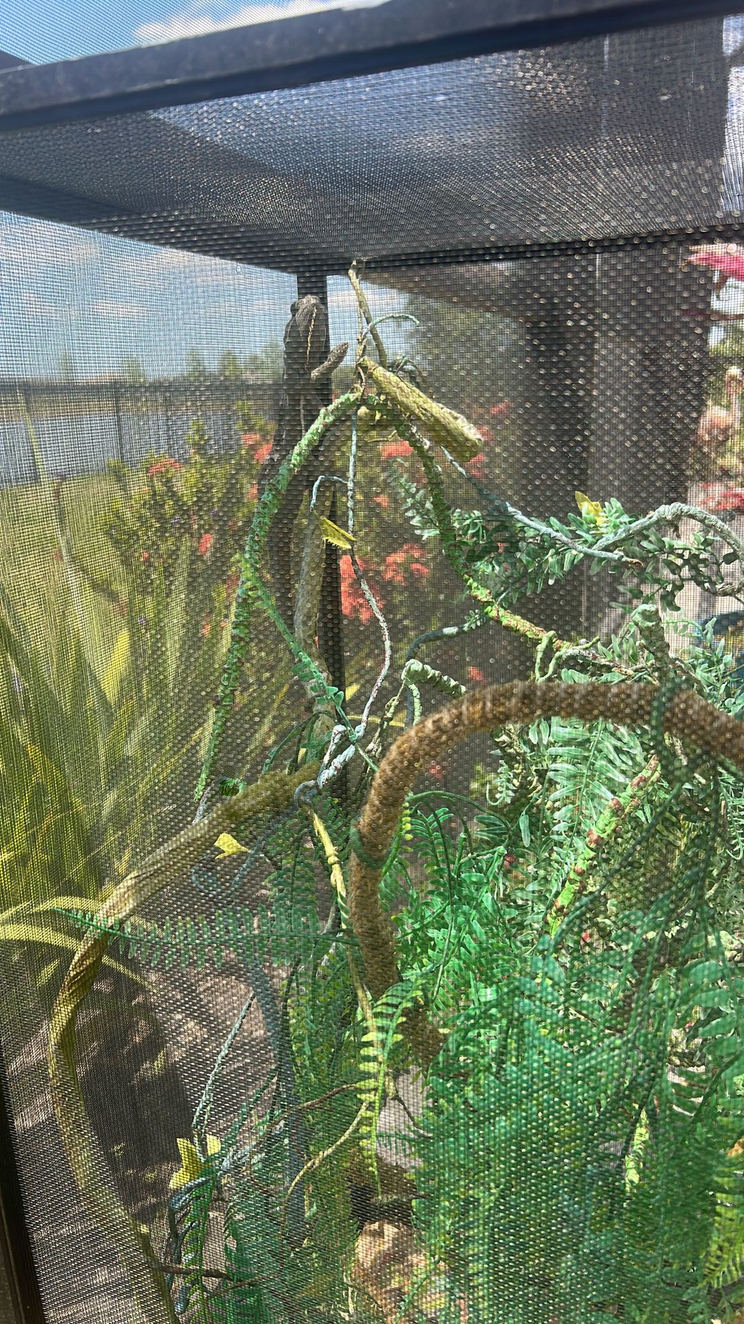 Chameleon Cage