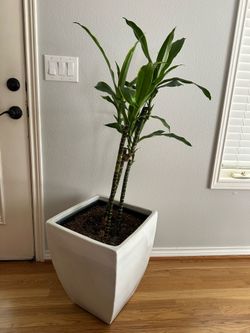 PLANT (Dracaena fragrans)