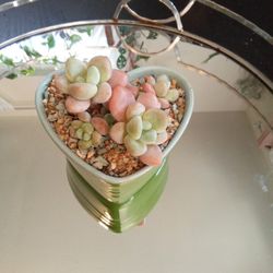 Bubble Suculent