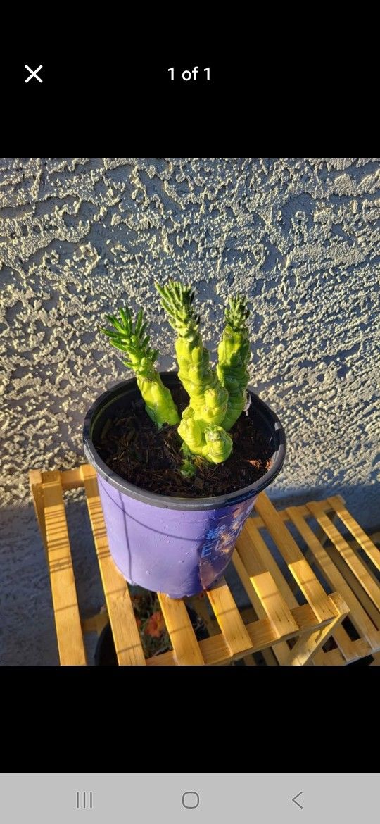 Eve's Needle Succulent 