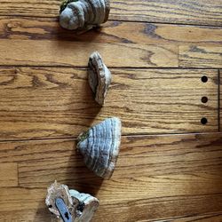 Little Mushroom Decor / Shelf’s 