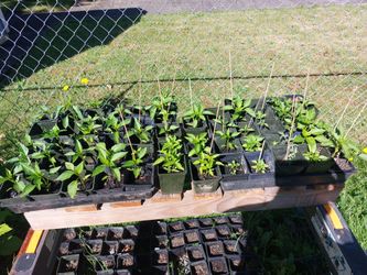 Pepper Starts