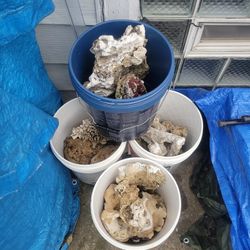 Dry  Saltwater Rock