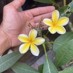 Hawaiian plumeria Lots For Sale All Rooted Yellow & White Flowers