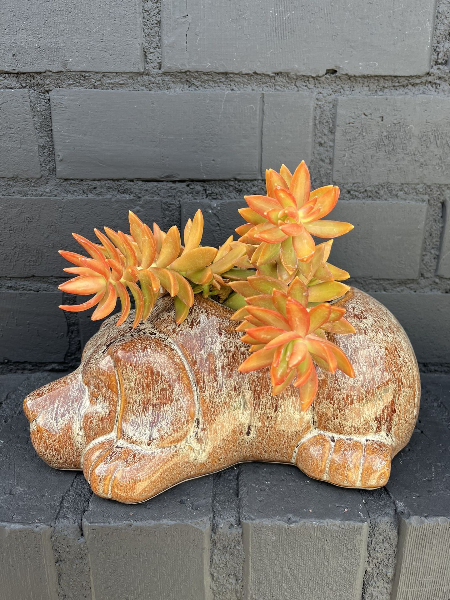 Succulents
