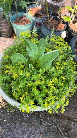 Plants