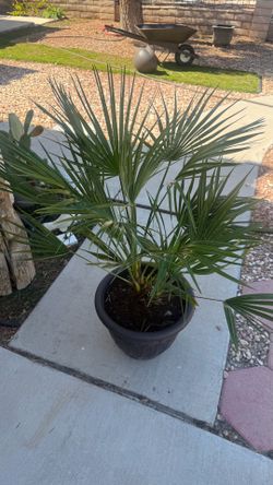Palm tree