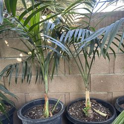 Chamedorea Radicalis Palm Tree 