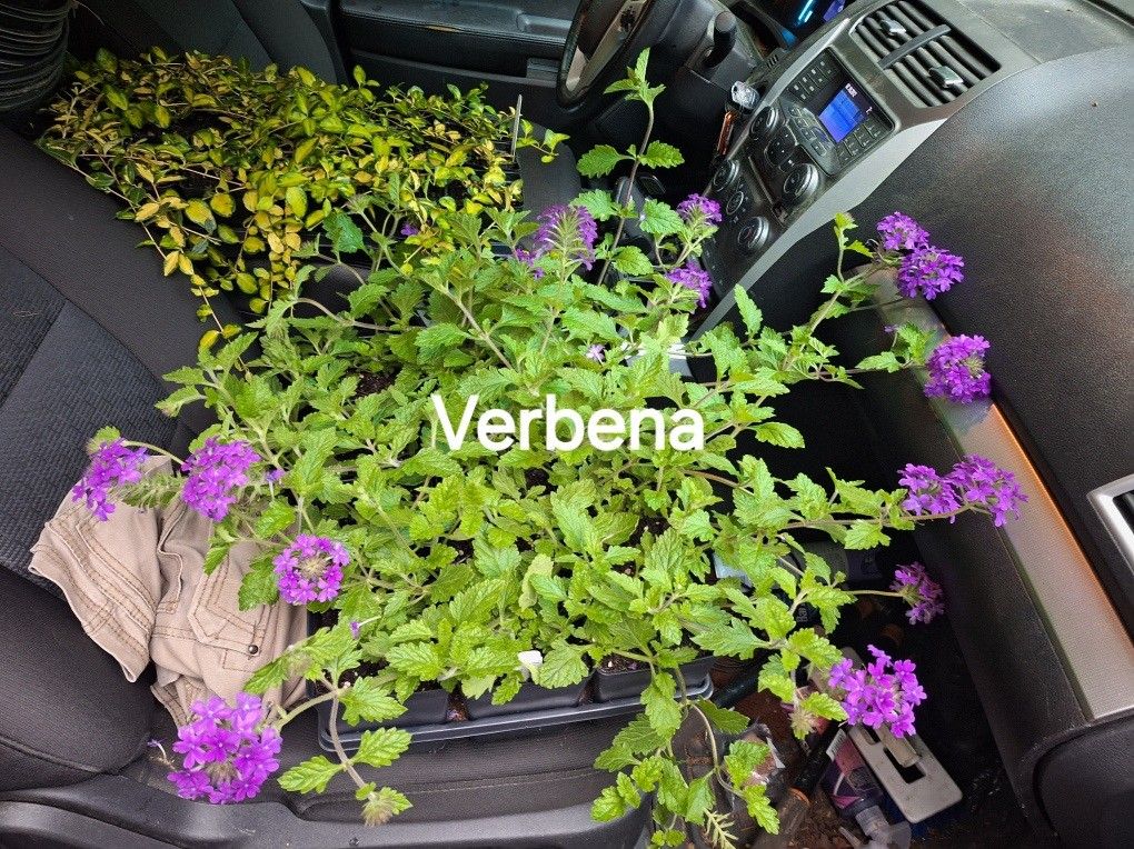 Verbena Homestead Purple