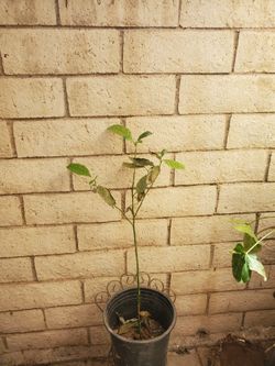 Avocado tree