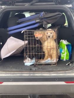 Dog  cage