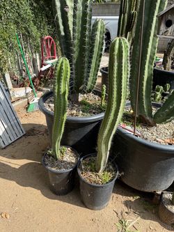 Cactus