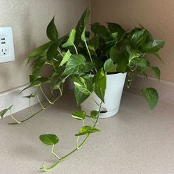 Green Indoor Plant Vine 