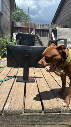 Asus 165 hz gaming monitor