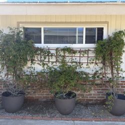 3 White Jasmine Plants $200 Firm